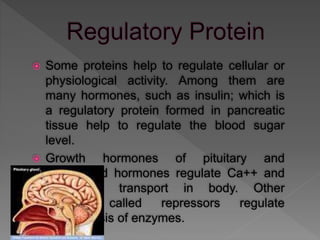  Some proteins help to regulate cellular or
physiological activity. Among them are
many hormones, such as insulin; which is
a regulatory protein formed in pancreatic
tissue help to regulate the blood sugar
level.
 Growth hormones of pituitary and
parathyroid hormones regulate Ca++ and
phosphate transport in body. Other
proteins called repressors regulate
biosynthesis of enzymes.
 
