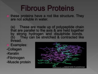  these proteins have a rod like structure. They
are not soluble in water.
(a) These are made up of polypeptide chain
that are parallel to the axis & are held together
by strong hydrogen and disulphide bonds.
(b) They can be stretched & contracted like
thread.
 Examples:
-Collagen
-Keratin
-Fibrinogen
-Muscle protein
 