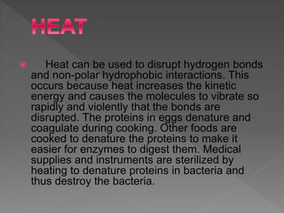  Heat can be used to disrupt hydrogen bonds
and non-polar hydrophobic interactions. This
occurs because heat increases the kinetic
energy and causes the molecules to vibrate so
rapidly and violently that the bonds are
disrupted. The proteins in eggs denature and
coagulate during cooking. Other foods are
cooked to denature the proteins to make it
easier for enzymes to digest them. Medical
supplies and instruments are sterilized by
heating to denature proteins in bacteria and
thus destroy the bacteria.
 