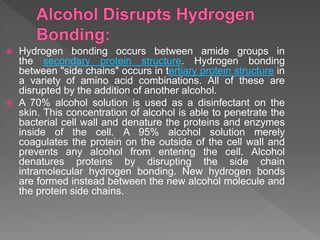  Hydrogen bonding occurs between amide groups in
the secondary protein structure. Hydrogen bonding
between "side chains" occurs in tertiary protein structure in
a variety of amino acid combinations. All of these are
disrupted by the addition of another alcohol.
 A 70% alcohol solution is used as a disinfectant on the
skin. This concentration of alcohol is able to penetrate the
bacterial cell wall and denature the proteins and enzymes
inside of the cell. A 95% alcohol solution merely
coagulates the protein on the outside of the cell wall and
prevents any alcohol from entering the cell. Alcohol
denatures proteins by disrupting the side chain
intramolecular hydrogen bonding. New hydrogen bonds
are formed instead between the new alcohol molecule and
the protein side chains.
 