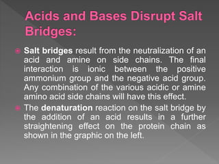  Salt bridges result from the neutralization of an
acid and amine on side chains. The final
interaction is ionic between the positive
ammonium group and the negative acid group.
Any combination of the various acidic or amine
amino acid side chains will have this effect.
 The denaturation reaction on the salt bridge by
the addition of an acid results in a further
straightening effect on the protein chain as
shown in the graphic on the left.
 