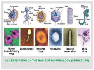 classification and nomenclature of bacteria, viruses, fungi and ...
