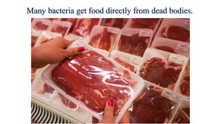 Many bacteria get food directly from dead bodies.
 