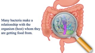 Many bacteria make a
relationship with the
organism (host) whom they
are getting food from.
 