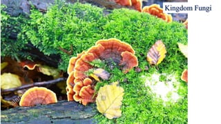 Kingdom Fungi
 