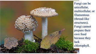Fungi can be
unicellular,
multicellular, or
filamentous
(thread-like
structures).
Fungi cannot
prepare their
own food
because they
lack
chlorophyll.
 