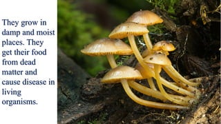 They grow in
damp and moist
places. They
get their food
from dead
matter and
cause disease in
living
organisms.
 