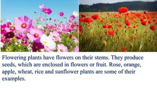 Flowering plants have flowers on their stems. They produce
seeds, which are enclosed in flowers or fruit. Rose, orange,
apple, wheat, rice and sunflower plants are some of their
examples.
 