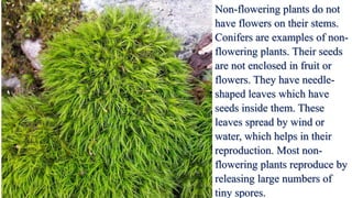 Non-flowering plants do not
have flowers on their stems.
Conifers are examples of non-
flowering plants. Their seeds
are not enclosed in fruit or
flowers. They have needle-
shaped leaves which have
seeds inside them. These
leaves spread by wind or
water, which helps in their
reproduction. Most non-
flowering plants reproduce by
releasing large numbers of
tiny spores.
 