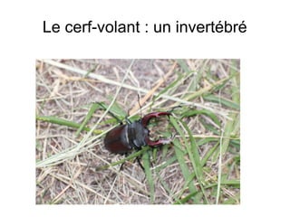 Le cerf-volant : un invertébré