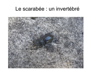 Le scarabée : un invertébré
