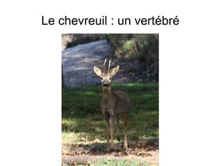 Le chevreuil : un vertébré