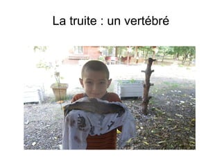 La truite : un vertébré