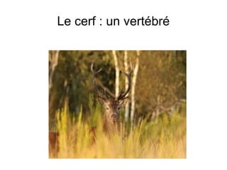 Le cerf : un vertébré