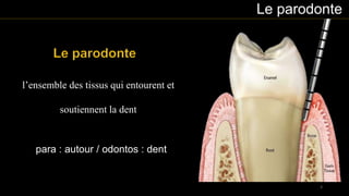 Le parodonte
para : autour / odontos : dent
l’ensemble des tissus qui entourent et
soutiennent la dent
3
 