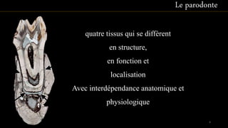 Le parodonte
quatre tissus qui se diffèrent
en structure,
en fonction et
localisation
Avec interdépendance anatomique et
physiologique
4
 