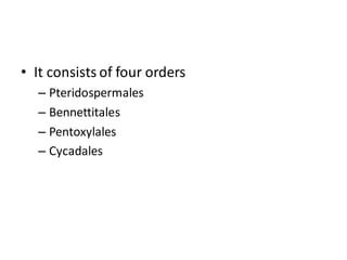 • It consists of four orders
– Pteridospermales
– Bennettitales
– Pentoxylales
– Cycadales
 
