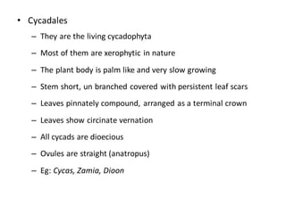 • Cycadales
– They are the living cycadophyta
– Most of them are xerophytic in nature
– The plant body is palm like and very slow growing
– Stem short, un branched covered with persistent leaf scars
– Leaves pinnately compound, arranged as a terminal crown
– Leaves show circinate vernation
– All cycads are dioecious
– Ovules are straight (anatropus)
– Eg: Cycas, Zamia, Dioon
 