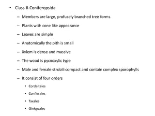 • Class II-Coniferopsida
– Members are large, profusely branched tree forms
– Plants with cone like appearance
– Leaves are simple
– Anatomically the pith is small
– Xylem is dense and massive
– The wood is pycnoxylic type
– Male and female strobili compact and contain complex sporophylls
– It consist of four orders
• Cordaitales
• Confierales
• Taxales
• Ginkgoales
 