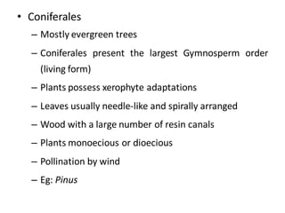 • Coniferales
– Mostly evergreen trees
– Coniferales present the largest Gymnosperm order
(living form)
– Plants possess xerophyte adaptations
– Leaves usually needle-like and spirally arranged
– Wood with a large number of resin canals
– Plants monoecious or dioecious
– Pollination by wind
– Eg: Pinus
 
