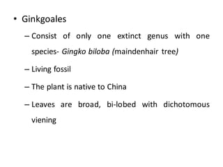 • Ginkgoales
– Consist of only one extinct genus with one
species- Gingko biloba (maindenhair tree)
– Living fossil
– The plant is native to China
– Leaves are broad, bi-lobed with dichotomous
viening
 