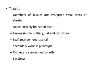 • Taxales
– Members of Taxales are evergreen small tress or
shrubs
– An extensively branched plant
– Leaves simple, solitary, flat and distichous
– Leaf arrangement is spiral
– Secondary wood is picnoxylic
– Ovules are surrounded by arils
– Eg: Taxus
 