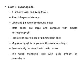 • Class 1: Cycadopsida
– It includes fossil and living forms
– Stem is large and stumpy
– Large and pinnately compound leaves
– Male cones are large and compact with simple
microsporophyll
– Female cones are loose or pinnate (leaf-like)
– Megasporophyll is simple and the ovules are large
– Anatomically the stem is with wide cortex
– The wood manoxylic type with large amount of
parenchyma
 