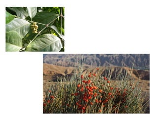 Classification gymnosperms.............pdf
