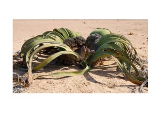 Classification gymnosperms.............pdf