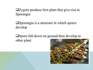 spore definition biology