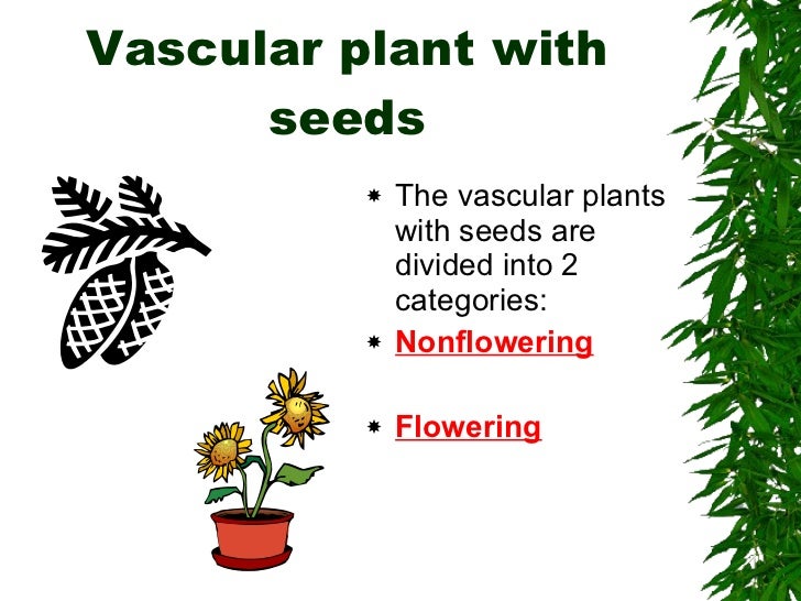 Classification including plants