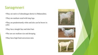 Sanagmneri
•They are native of ahmednagar district in Maharashtra.
•They are medium sized with long legs.
•They are predominantly white and also can be brown in
color.
•They have straight face and short hair.
•The ears are medium size and drooping.
•They have high feed conversion ratio
 