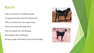 Kutchi
•They are also known as kathiawari goats.
•It important domestic goat from Gujarat state
•They are medium size with compact body.
•Their coat is black with white spots.
•Ears are medium size with drooping.
•Does produce 2kg of milk daily.
•Average weight of the Mature bucks IS around 49kg.
 