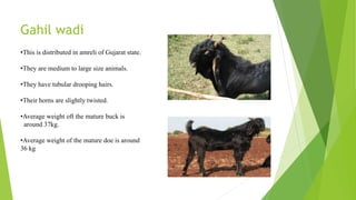 Gahil wadi
•This is distributed in amreli of Gujarat state.
•They are medium to large size animals.
•They have tubular drooping hairs.
•Their horns are slightly twisted.
•Average weight oft the mature buck is
around 37kg.
•Average weight of the mature doe is around
36 kg
 