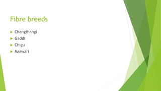 Fibre breeds
 Changthangi
 Gaddi
 Chigu
 Marwari
 