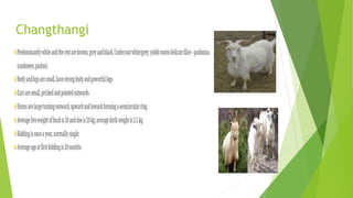 Changthangi
 