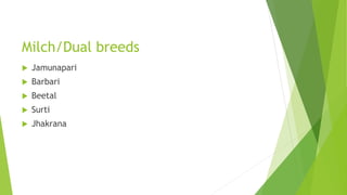 Milch/Dual breeds
 Jamunapari
 Barbari
 Beetal
 Surti
 Jhakrana
 