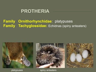 Family Ornithorhynchidae: platypuses
Family Tachyglossidae: Echidnas (spiny anteaters)
platypuses spiny anteaters
 
