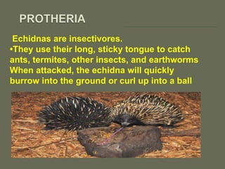 Echidnas are insectivores.
•They use their long, sticky tongue to catch
ants, termites, other insects, and earthworms
When attacked, the echidna will quickly
burrow into the ground or curl up into a ball
 