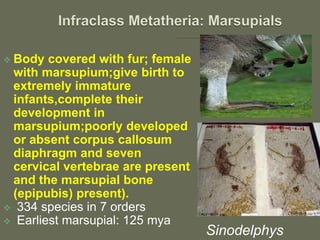  Body covered with fur; female
with marsupium;give birth to
extremely immature
infants,complete their
development in
marsupium;poorly developed
or absent corpus callosum
diaphragm and seven
cervical vertebrae are present
and the marsupial bone
(epipubis) present).
 334 species in 7 orders
 Earliest marsupial: 125 mya
Sinodelphys
 