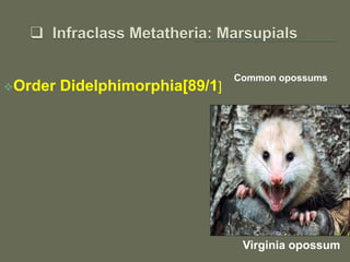 Order Didelphimorphia[89/1]
Common opossums
Virginia opossum
 