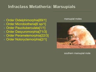  Order Didelphimorphia[89/1]
 Order Microbiotheria[6 sp/1]
 Order Paucituberculata[1/1]
 Order Dasyuromorphia[71/3]
 Order Peramelemorphia[22/3]
 Order Notoryctemorphia[2/1]
marsupial moles
southern marsupial mole
 