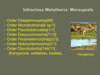  Order Didelphimorphia[89]
 Order Microbiotheria[6 sp/1]
 Order Paucituberculata[1/1]
 Order Dasyuromorphia[71/3]
 Order Peramelemorphia[22/3]
 Order Notoryctemorphia[2/1]
 Order Diprotodontia[144/11]
[Kangaroos, wallabies, koalas] Kangaroos
 