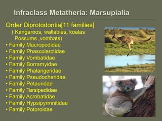Order Diprotodontia[11 families]
( Kangaroos, wallabies, koalas
Possums ,vombats)
• Family Macropodidae
• Family Phascolarctidae
• Family Vombatidae
• Family Borramyidae
• Family Phalangeridae
• Family Pseudocheridae
• Family Petauridae
• Family Tarsipedidae
• Family Acrobatidae
• Family Hypsipyrmnitidae
• Family Potoroidae
 