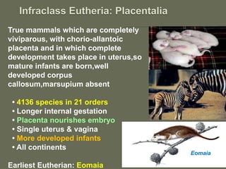 True mammals which are completely
viviparous, with chorio-allantoic
placenta and in which complete
development takes place in uterus,so
mature infants are born,well
developed corpus
callosum,marsupium absent
• 4136 species in 21 orders
• Longer internal gestation
• Placenta nourishes embryo
• Single uterus & vagina
• More developed infants
• All continents
Earliest Eutherian: Eomaia
Eomaia
 