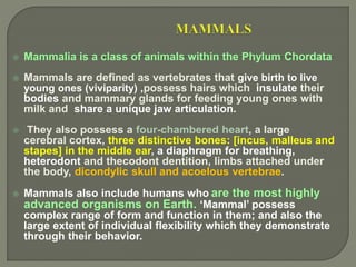  Mammalia is a class of animals within the Phylum Chordata
 Mammals are defined as vertebrates that give birth to live
young ones (viviparity) ,possess hairs which insulate their
bodies and mammary glands for feeding young ones with
milk and share a unique jaw articulation.
 They also possess a four-chambered heart, a large
cerebral cortex, three distinctive bones: [incus, malleus and
stapes] in the middle ear, a diaphragm for breathing,
heterodont and thecodont dentition, limbs attached under
the body, dicondylic skull and acoelous vertebrae.
 Mammals also include humans who are the most highly
advanced organisms on Earth. ‘Mammal’ possess
complex range of form and function in them; and also the
large extent of individual flexibility which they demonstrate
through their behavior.
 