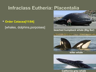 • Order Cetacea[11/84]
beached humpback whale (Big Sur)
killer whale
[whales, dolphins,porpoises]
California grey whale
 