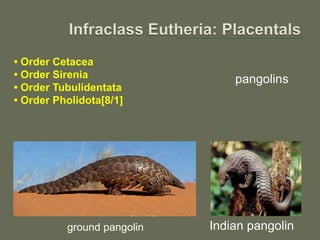 • Order Cetacea
• Order Sirenia
• Order Tubulidentata
• Order Pholidota[8/1]
ground pangolin
pangolins
Indian pangolin
 