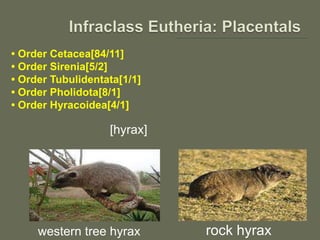 • Order Cetacea[84/11]
• Order Sirenia[5/2]
• Order Tubulidentata[1/1]
• Order Pholidota[8/1]
• Order Hyracoidea[4/1]
western tree hyrax
[hyrax]
rock hyrax
 