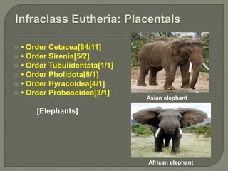  • Order Cetacea[84/11]
 • Order Sirenia[5/2]
 • Order Tubulidentata[1/1]
 • Order Pholidota[8/1]
 • Order Hyracoidea[4/1]
 • Order Proboscidea[3/1]
[Elephants]
Asian elephant
African elephant
 